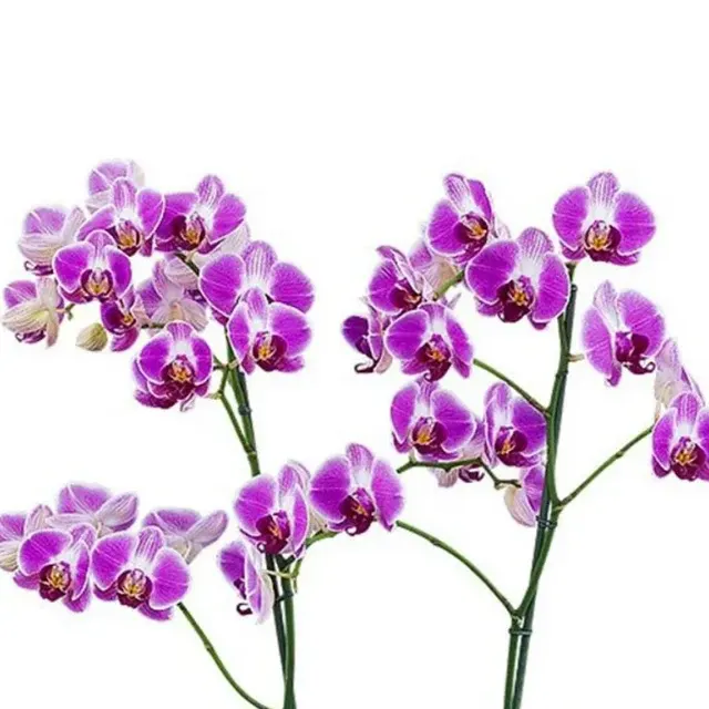 Phalaenopsis Day Tripper