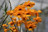 Dendrobium fimbriatum oculatum
