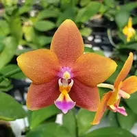 Phalaenopsis Meidarland Chambe '3253' (peloric) 2.5" Fragrant
