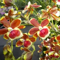 Onc. Jimbo 'Swarm' (syn. Burrageara)