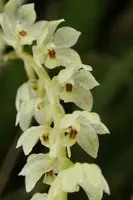Dendrochilum uncatum