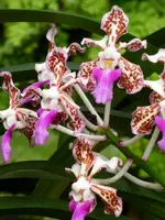 Vanda tricolor var. suavis — No