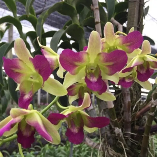 Dendrobium Areedang Pink Mutation (Dendrobium)