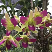 Dendrobium Areedang Pink Mutation