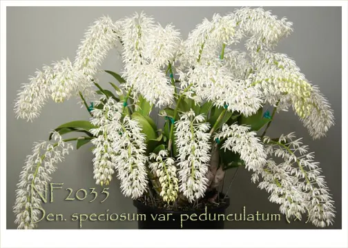 Dendrobium speciosum var pedunculatum 'Note: Compact Grower' (Dendrobium)