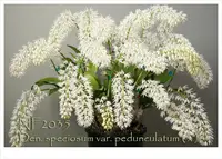 Den. speciosum var. pedunculatum 'Note: Compact Grower'