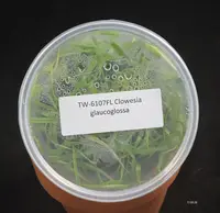 FLASK Clowesia glaucoglossa