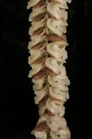 Pholidota imbricata