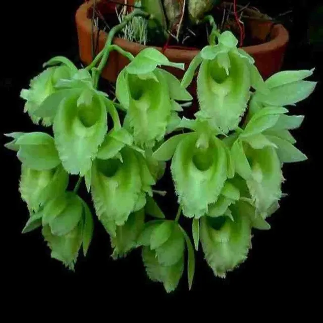 Clowesetum Raymond Learner (Clowesetum)