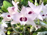 Den. parishii coerulea x sib ('C.H. #3' x 'GW') (DS199) ( - - parishii )