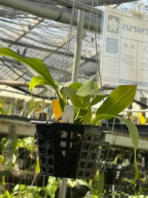 Bulbophyllum maculosum
