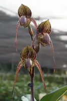 Paph. Wössner Black Wings