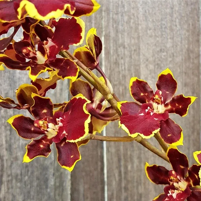 Odontocidium Wildcat 'Cherry Tomato'
