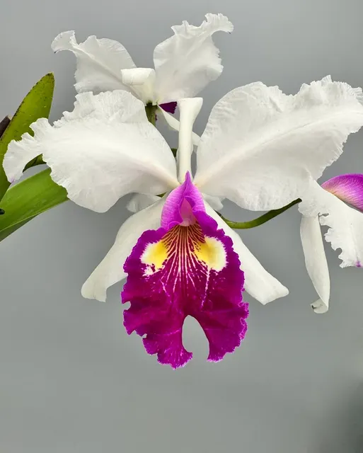 Cattleya warscewiczii semi-alba 'Bedford' (Cattleya)