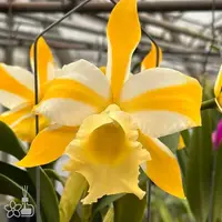 [Bare-root] #CA# Rhyncholaeliocattleya Hua Young Gold 華陽黃金 [2.5" NBS][Sept in stock 26]