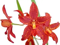 Brassidium Cholita Gualacena