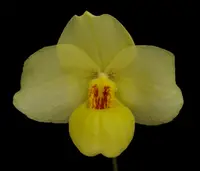 Paphiopedilum Franz Glanz (armeniacum x emersonii)