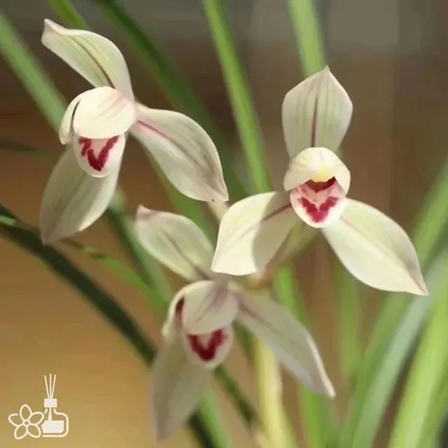 Cymbidium tortisepalum 'ZHU-SI-YU-HE'