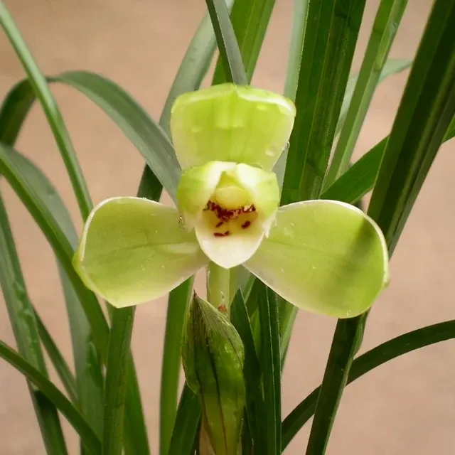 Cymbidium goeringii 'Song-Mei' (Cymbidium)