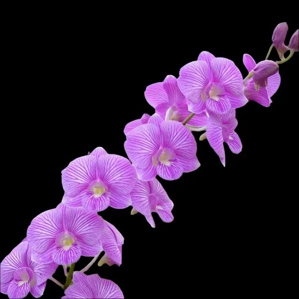 Dendrobium Pink Stripe #81