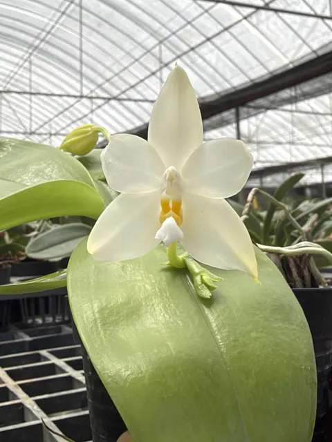 Phalaenopsis bellina 'Alba' (Phalaenopsis)
