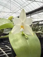 Phalaenopsis bellina Alba