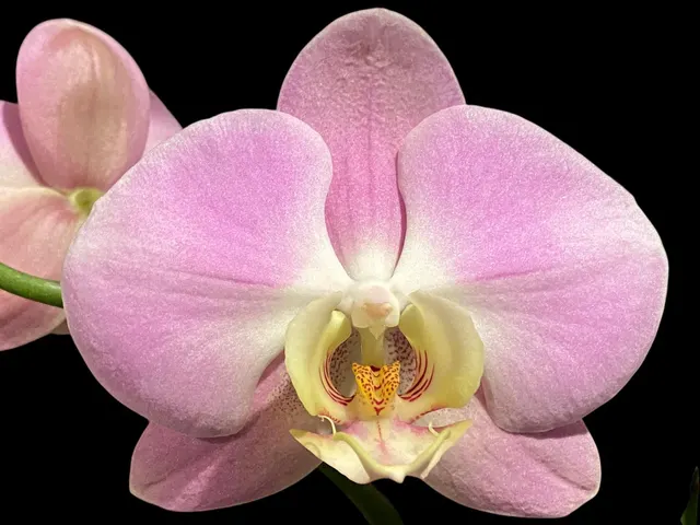 Phalaenopsis Taisuco Wonder