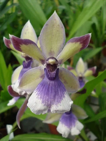 Zygonisia RHEIN BLUE ANGEL