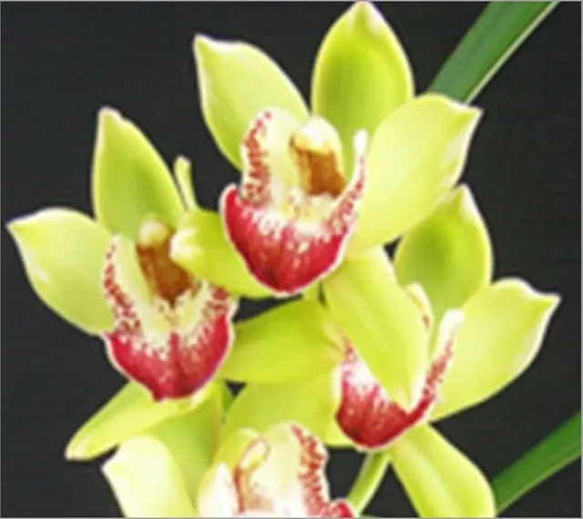Cymbidium Happy Days 'Green Dragon'