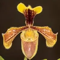 Paph. villosum var. annamense - Multi Growth