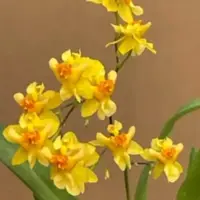 Oncidium Twinkle 'Oro' blooming size oncidium clone. Bright yellow blooms in spike.