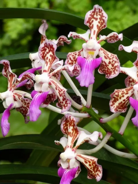 Vanda tricolor var suavis 'Big' (Vanda)