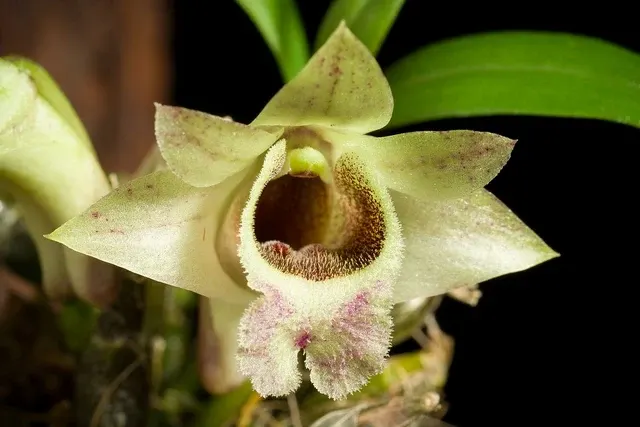 Dendrobium hekouense x sib