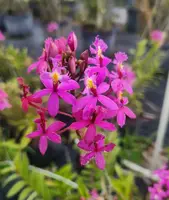 Epidendrum radicans Live Plant - Purple - 1 Gallon Pot - Tropical Orchid for Gardens and Indoors
