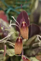 Restrepia antennifera (Colombia)