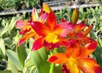 Rth. Varut Startrack 'Golden Tiger' (YD070) (Hybrid) Rth.=Rhyncattleanthe