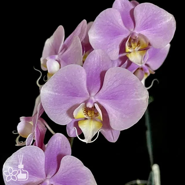 Phalaenopsis Grand Conde