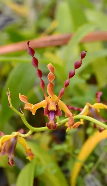 Dendrobium Airy Gold (Dendrobium)
