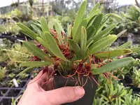Masdevallia herradurae