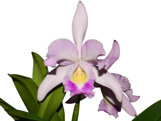 Cattleya Cuenca Delight 'Nice Pink' (Cattleya)