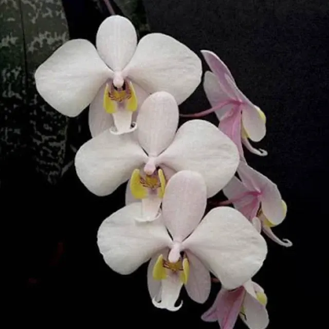 Phalaenopsis philippinensis × sib
