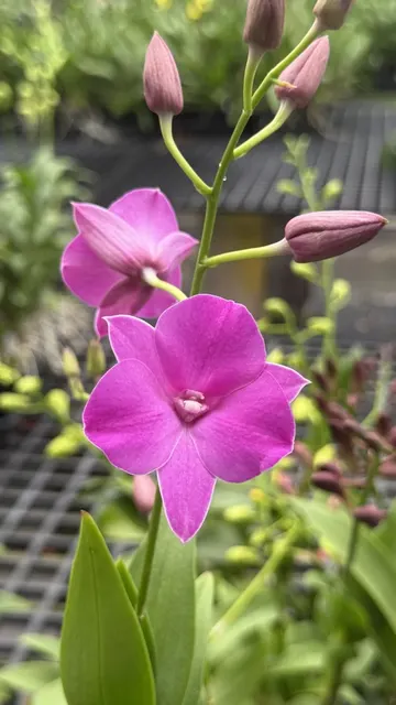 Dendrobium Classic Gem (Dendrobium)