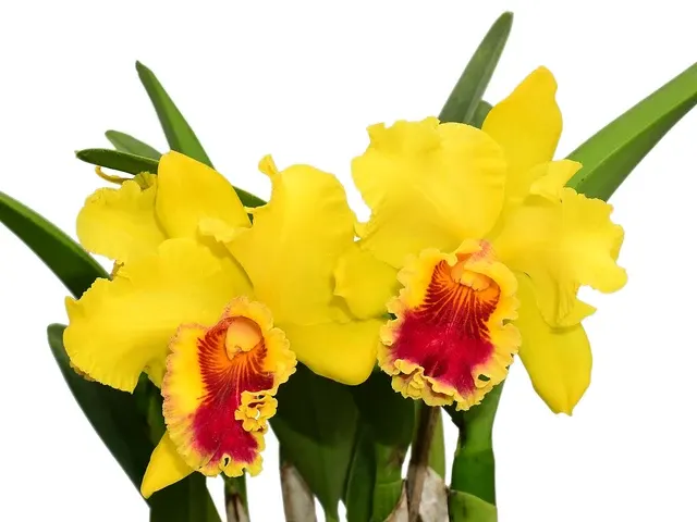 Rhyncholaeliocattleya Lawless Romeo Delight (Rhyncholaeliocattleya)