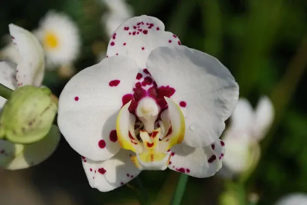 Phalaenopsis HAPPY HELO
