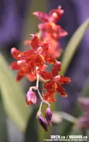 Burr. Guann Shin Rouge 'Ruby' (GSO27) Burr.=Burrageara