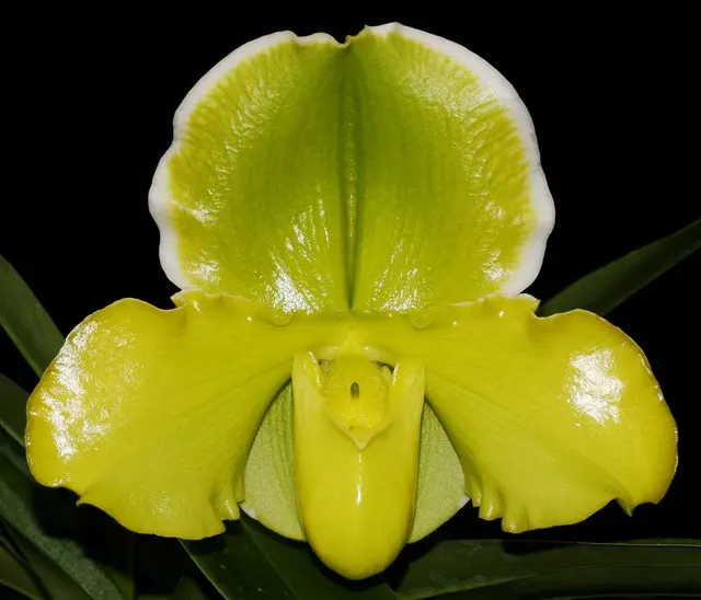Paphiopedilum Greenvale ‘Dorothy Martin’ FCC/AOS, CCM/AOS (Paphiopedilum)