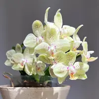 [Bare-root][New] #PA# Phal. Green Pixies 糯米團子 [1.7" BS][Sept in stock 26]