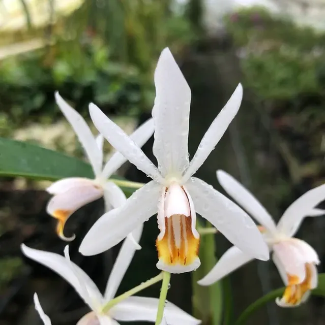 Coelogyne huettneriana (Coelogyne)