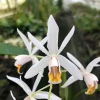 Coelogyne huettneriana — blühfähige Pflanzen