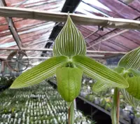 Paphiopedilum wardii fma album x sib (‘Green Lady’ x ‘New Dimension’) OIT0100